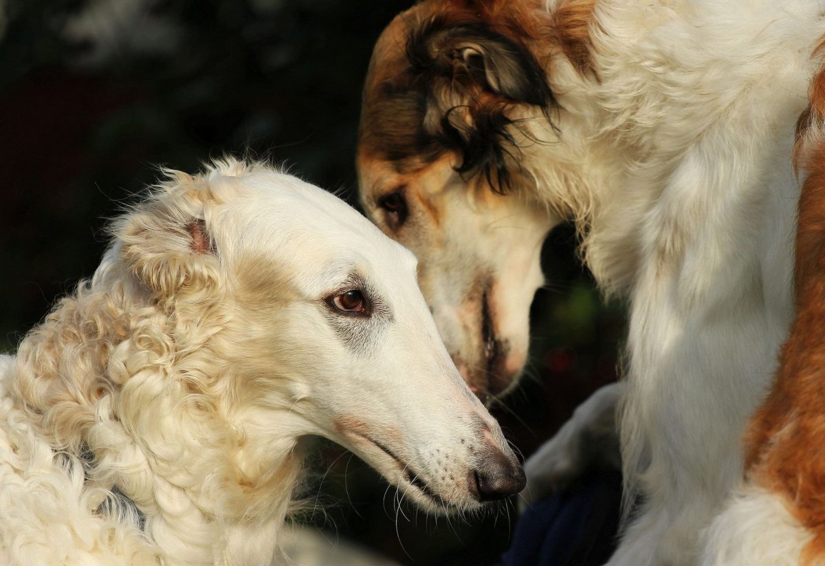 Русская борзая Эрис