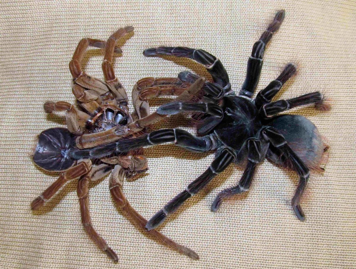 Линька паука птицееда