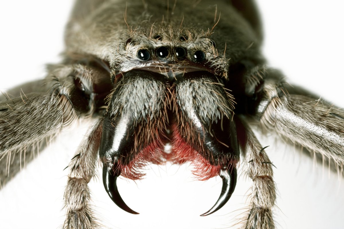 Holconia immanis паук