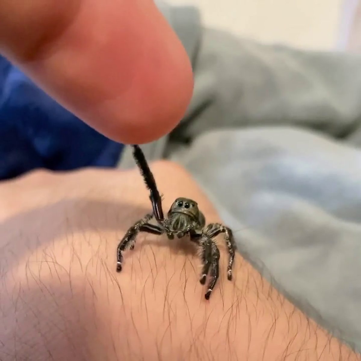 Самые милые пауки