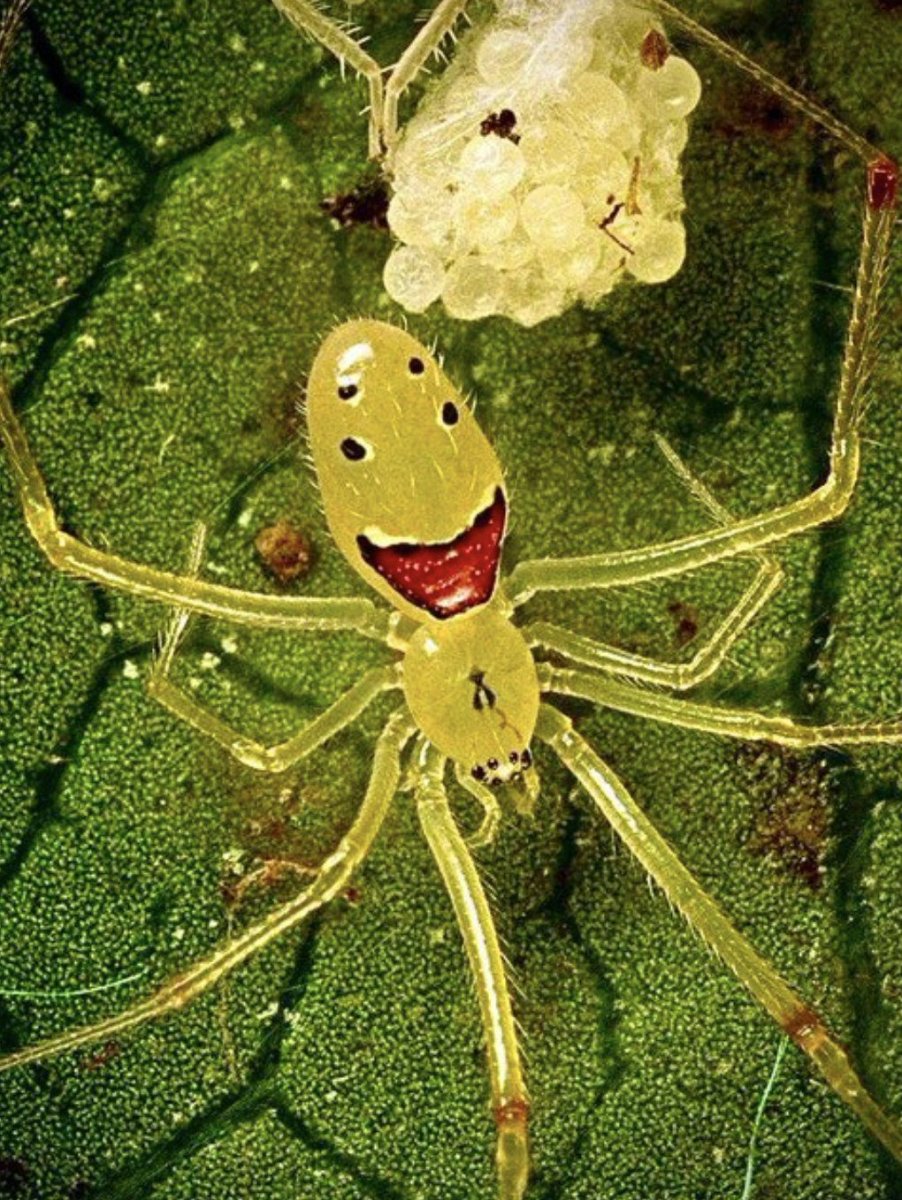 Паук прыгун