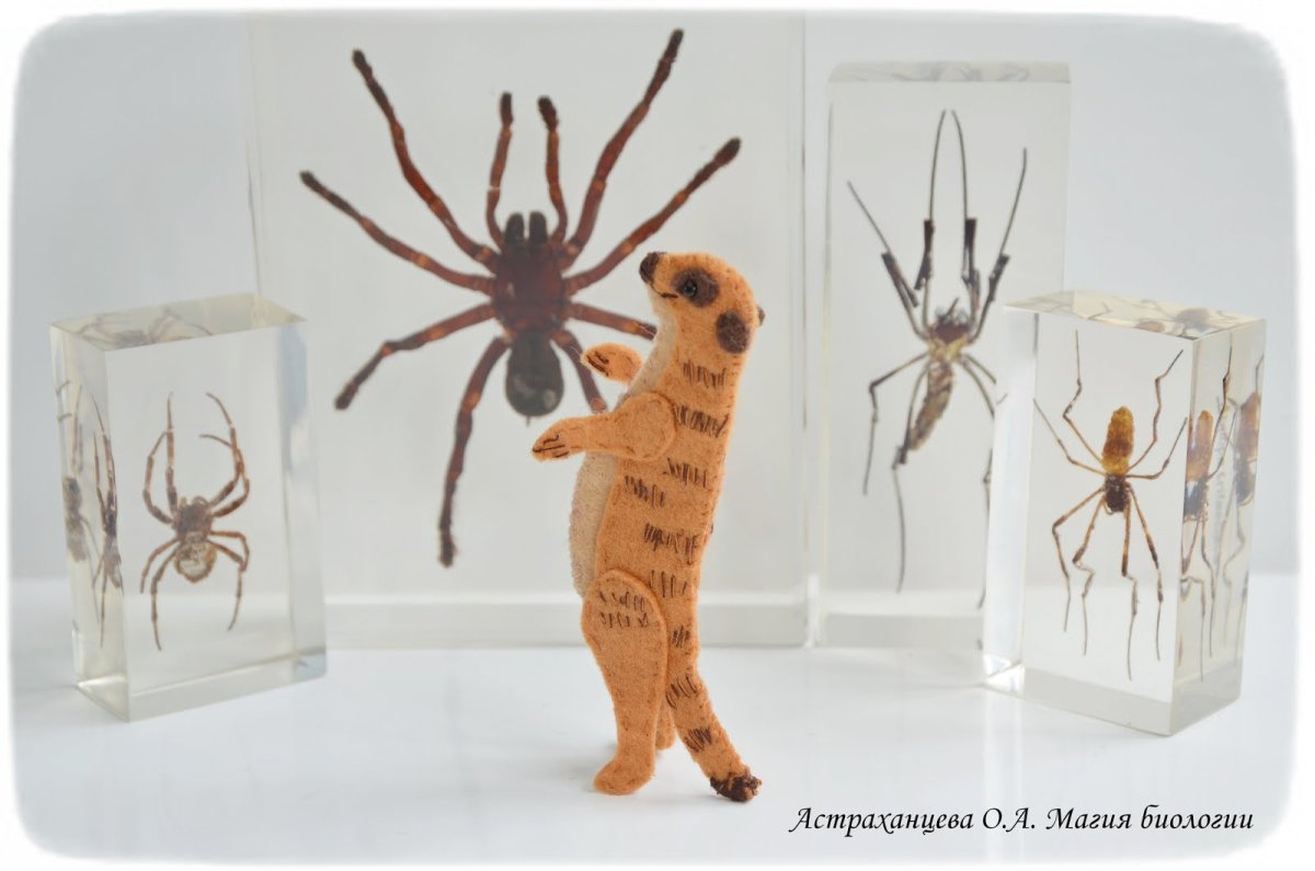 Оса ТАРАНТУЛОВОГО ястреба