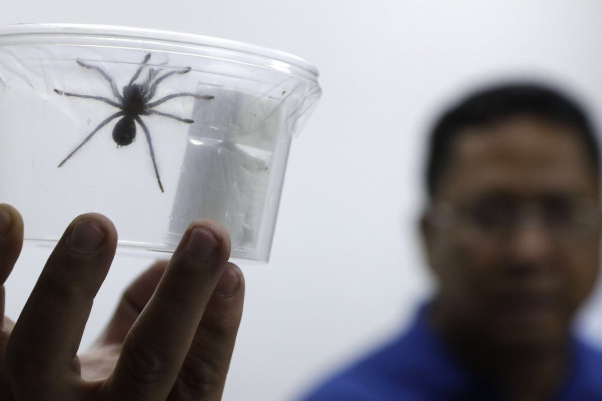 Филиппинский паук