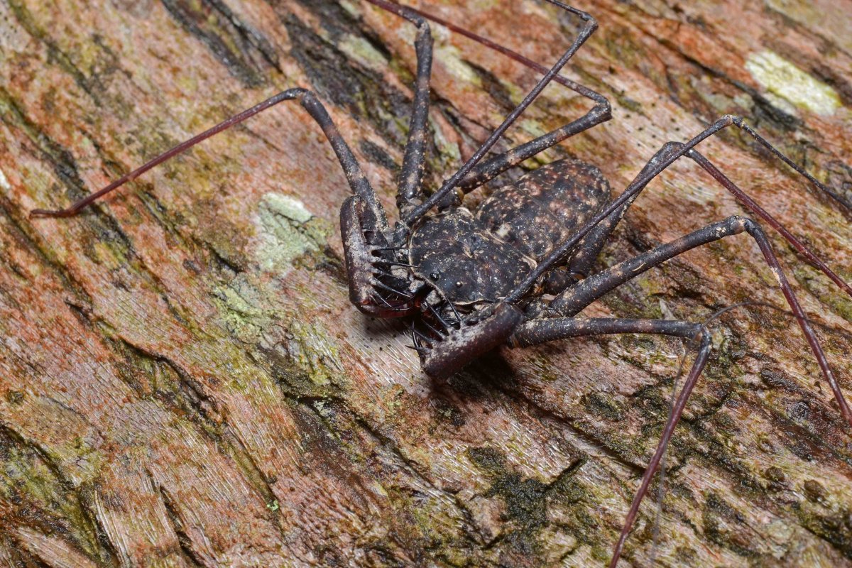 Аргиопа патиссон