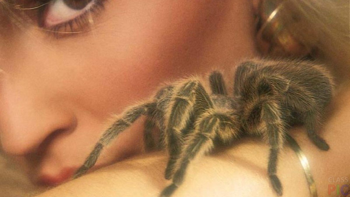 Девушка паук