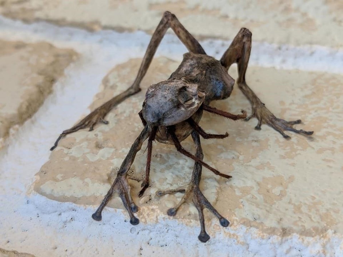 Черный мохнатый паук