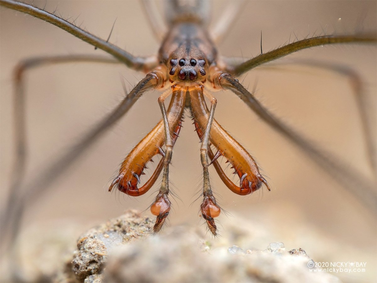 Китайский птицеед паук