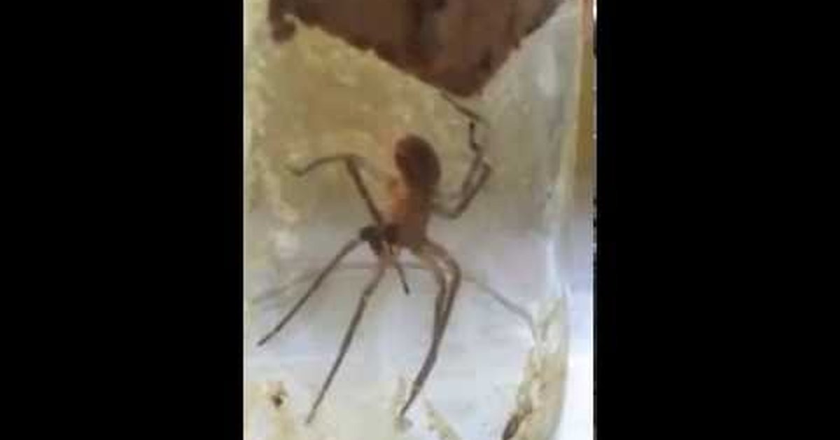 Паук в гипсе