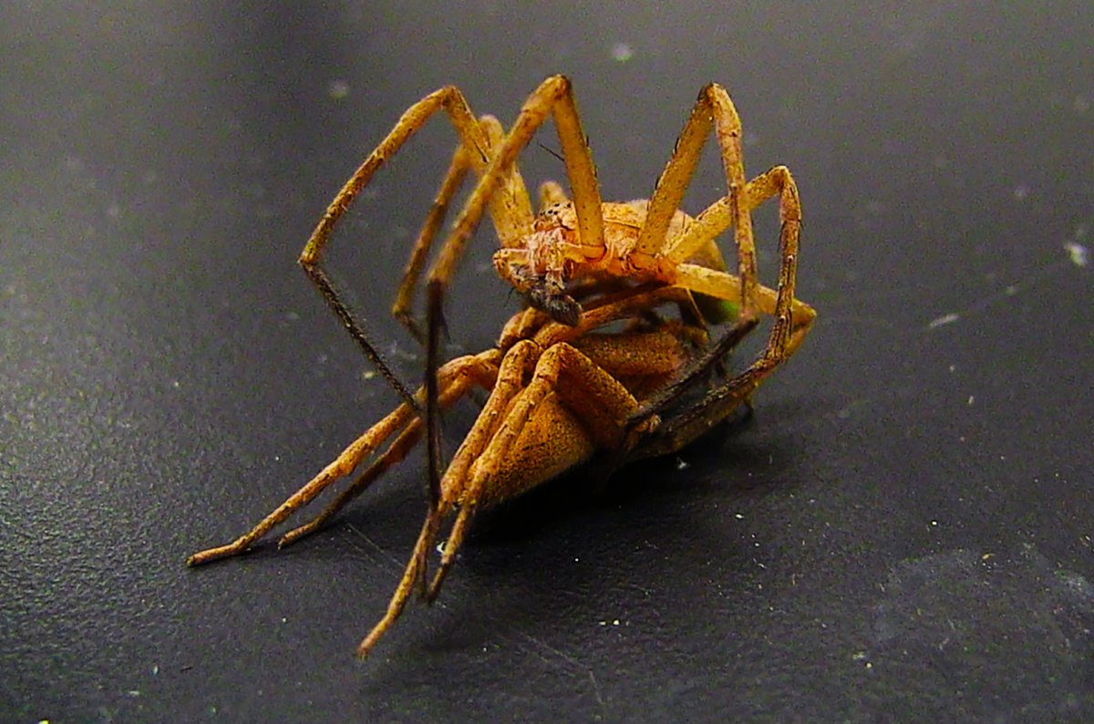 Паук птицеед альбинос