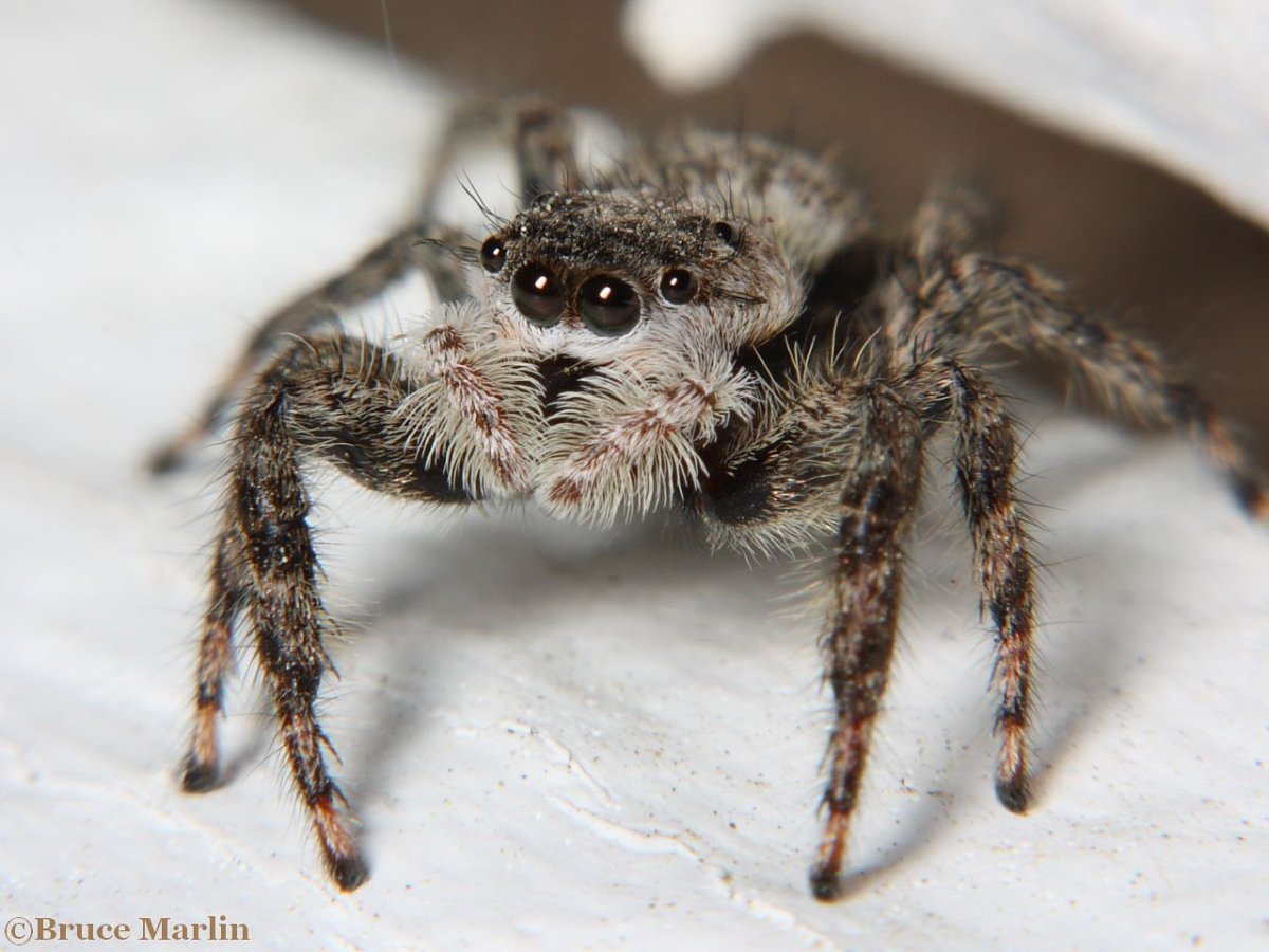 Salticidae пауки-скакуны