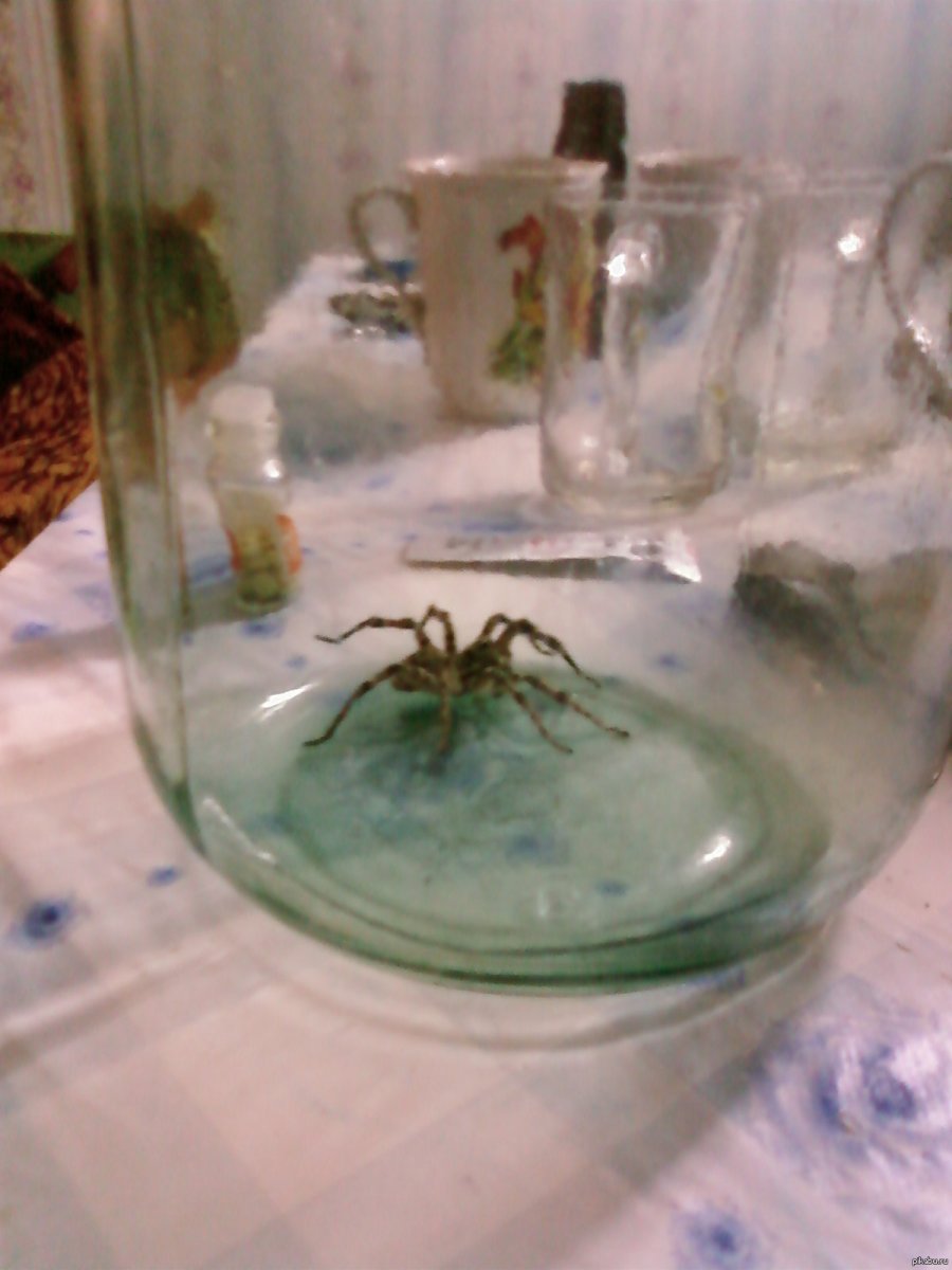 Муравьиный паук скакун