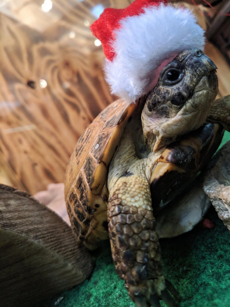 Милые Черепашки