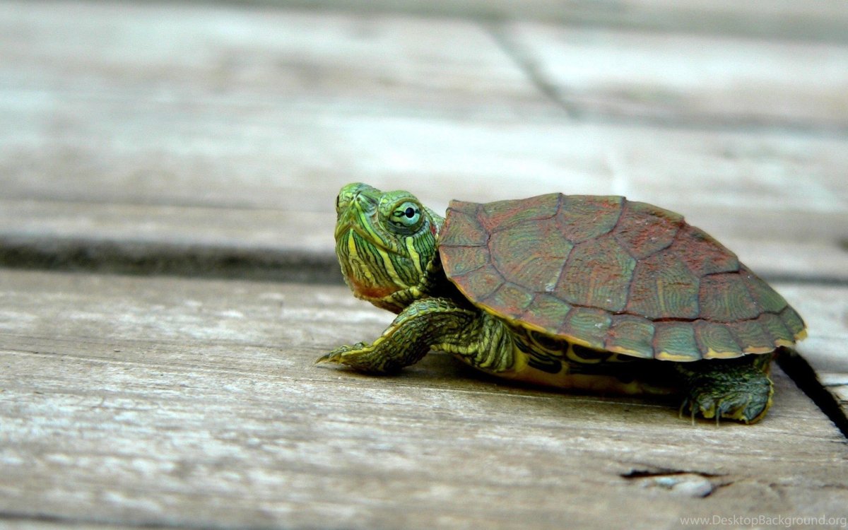 Красноухая черепаха милая