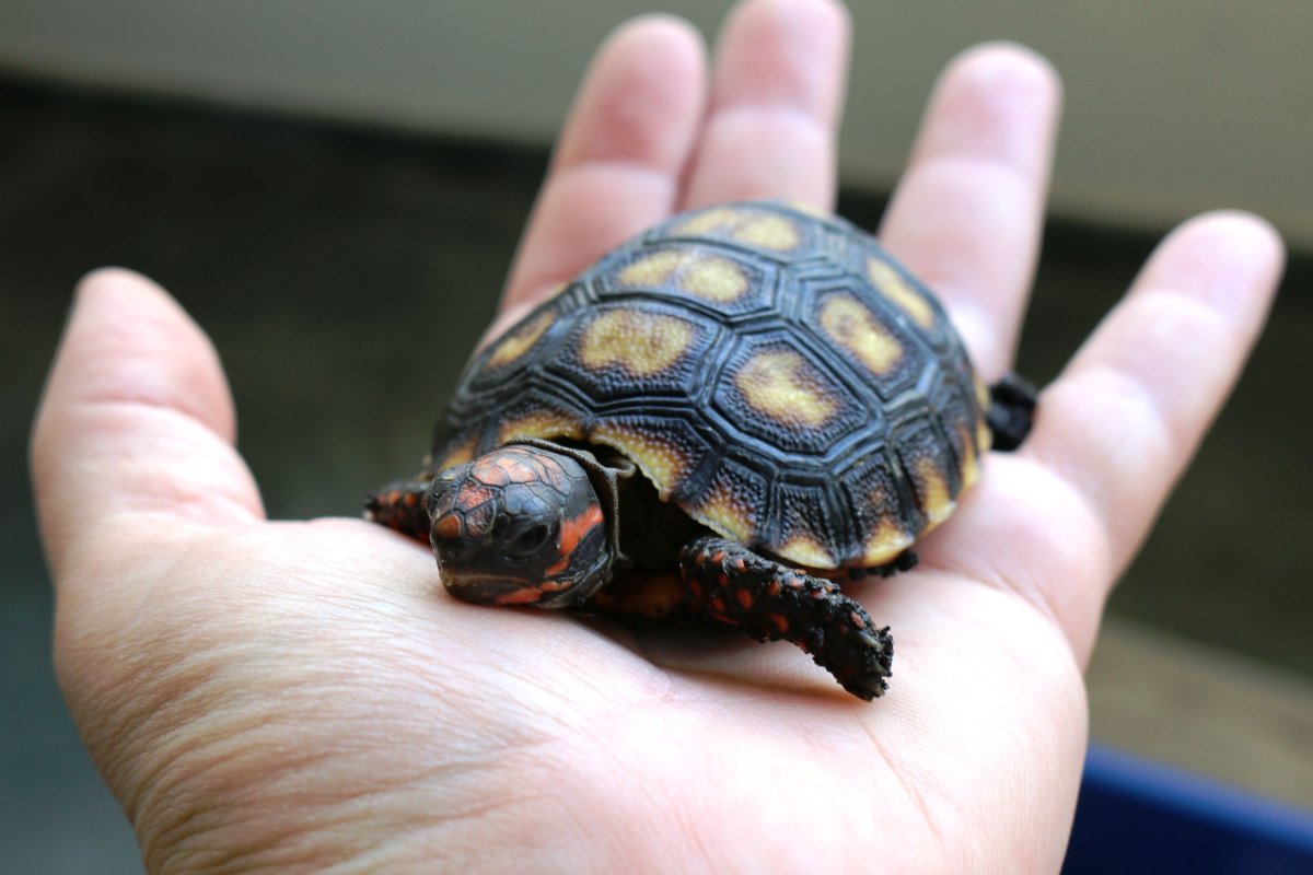 Маленькая черепашка