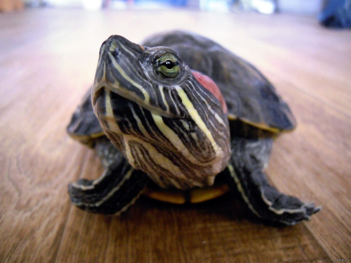 Морская черепашка красноухая