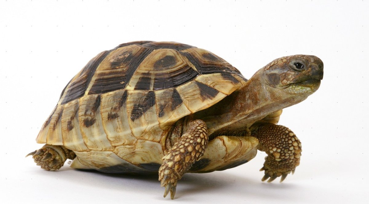 Черепаха в детском саду