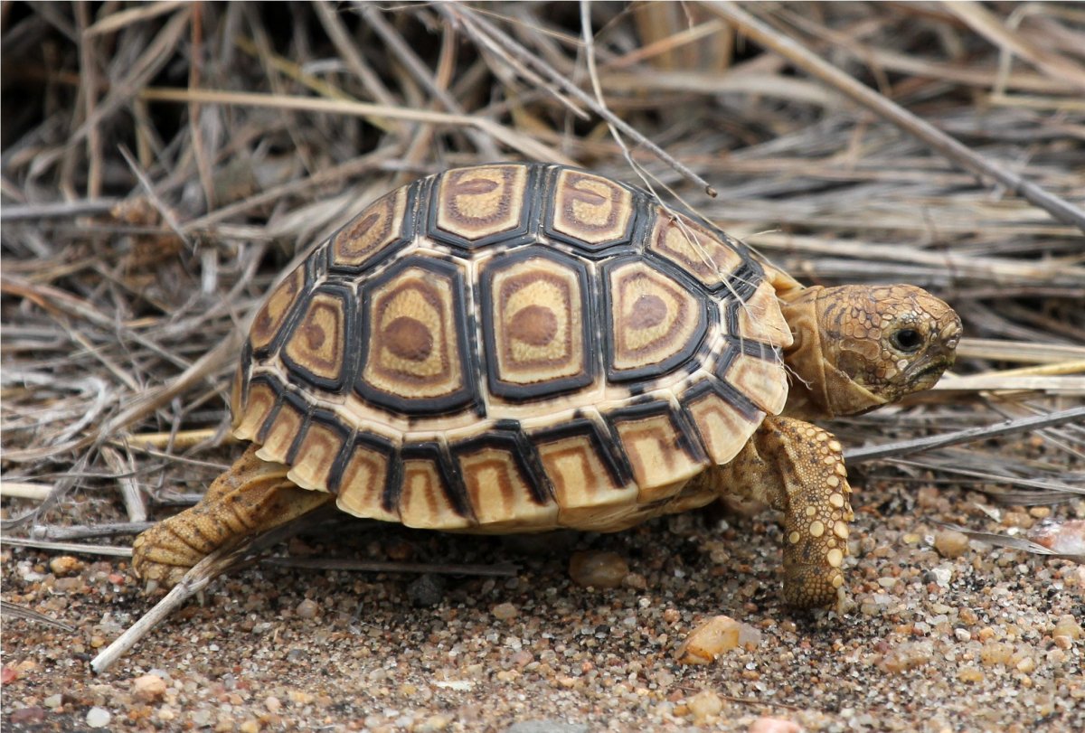 Леопардовая черепаха (пантеровая черепаха)