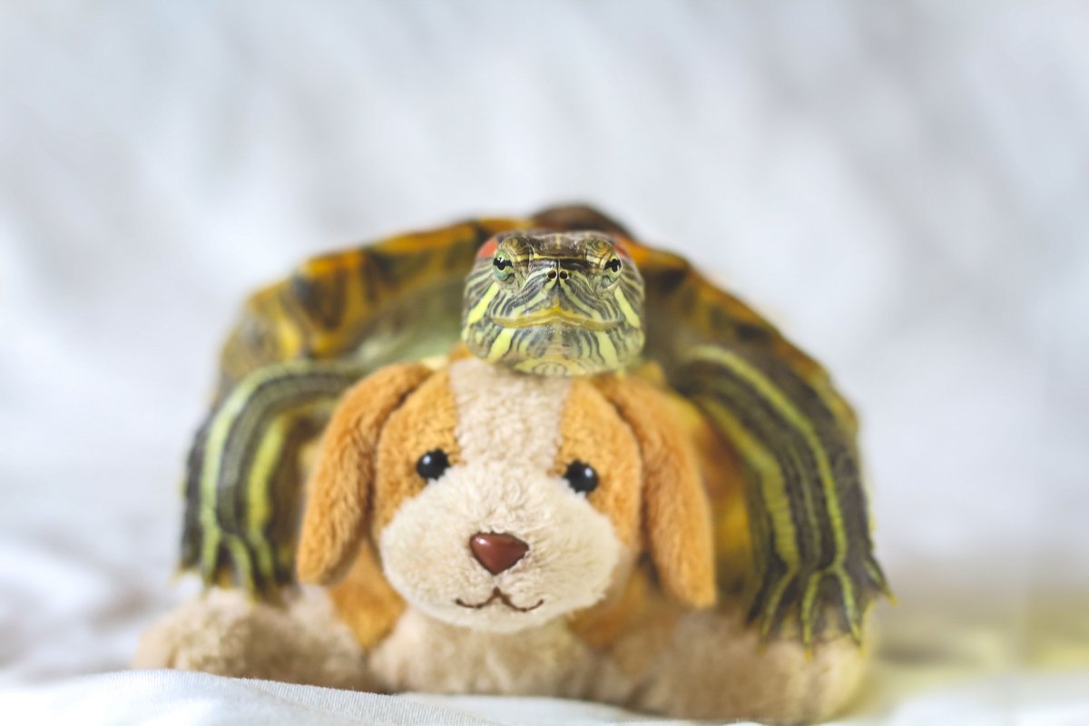 Черепаха Инстаграм