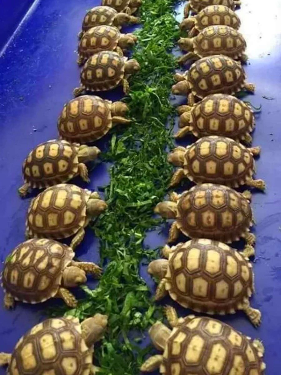 Стая черепах