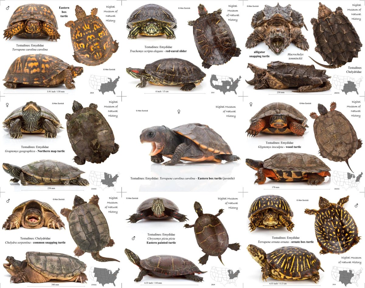 Названия черепах