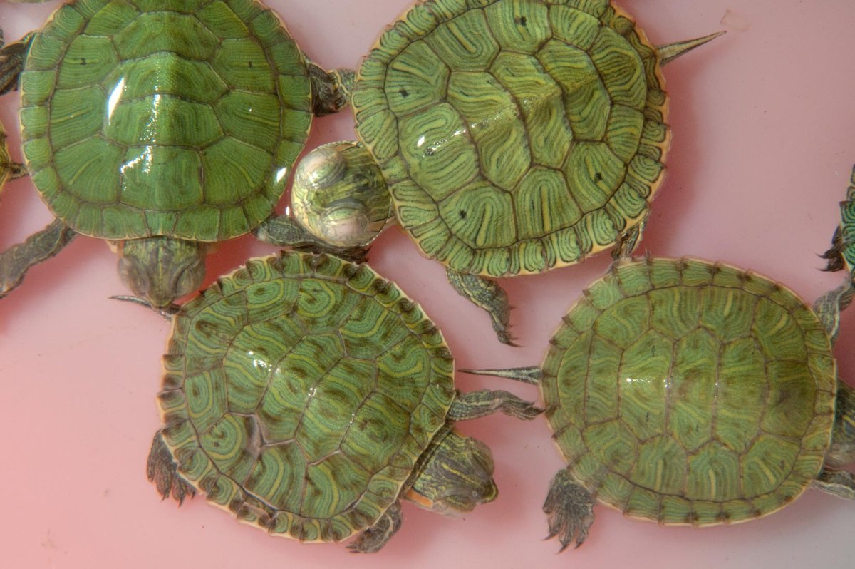 Черепашки зоомагазин