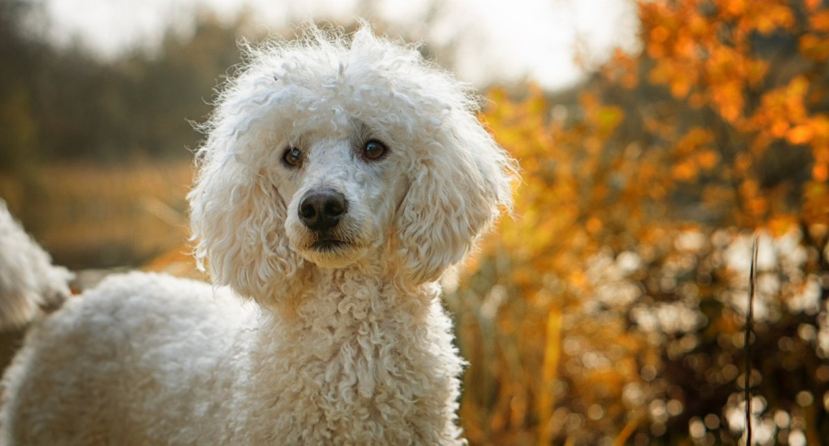 Ирландский водяной пудель