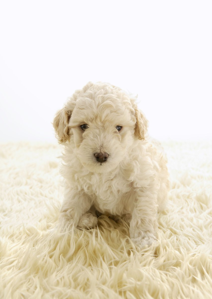 Малый Королевский пудель