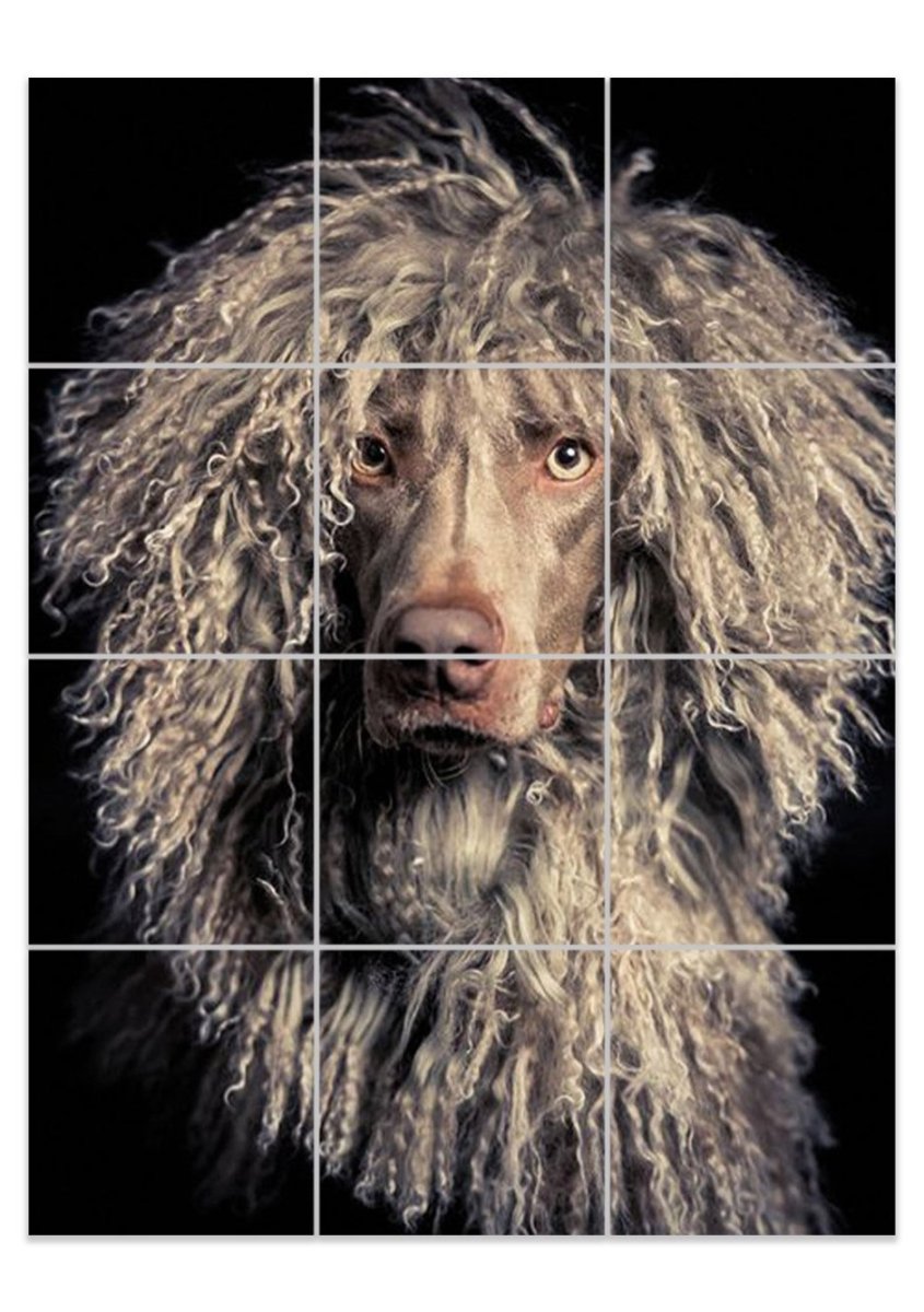 Собачки мальтипу