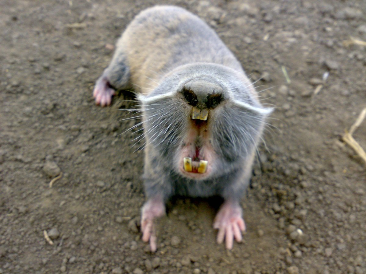 Хищные Грызуны фото и названия