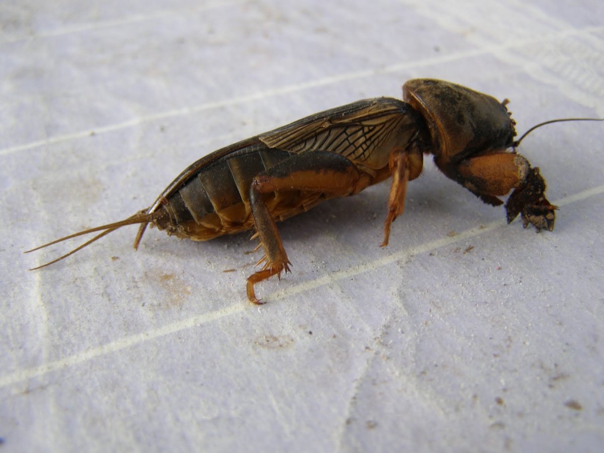 Моль медведка