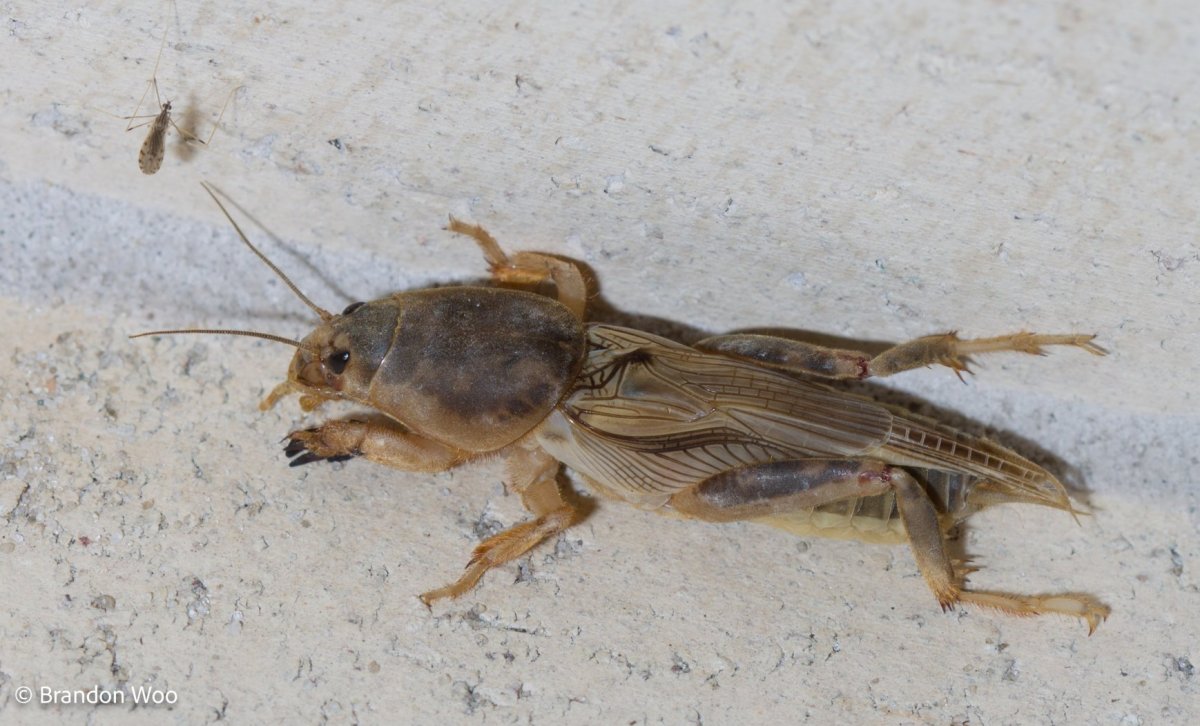 Дикообразные Грызуны нутрия