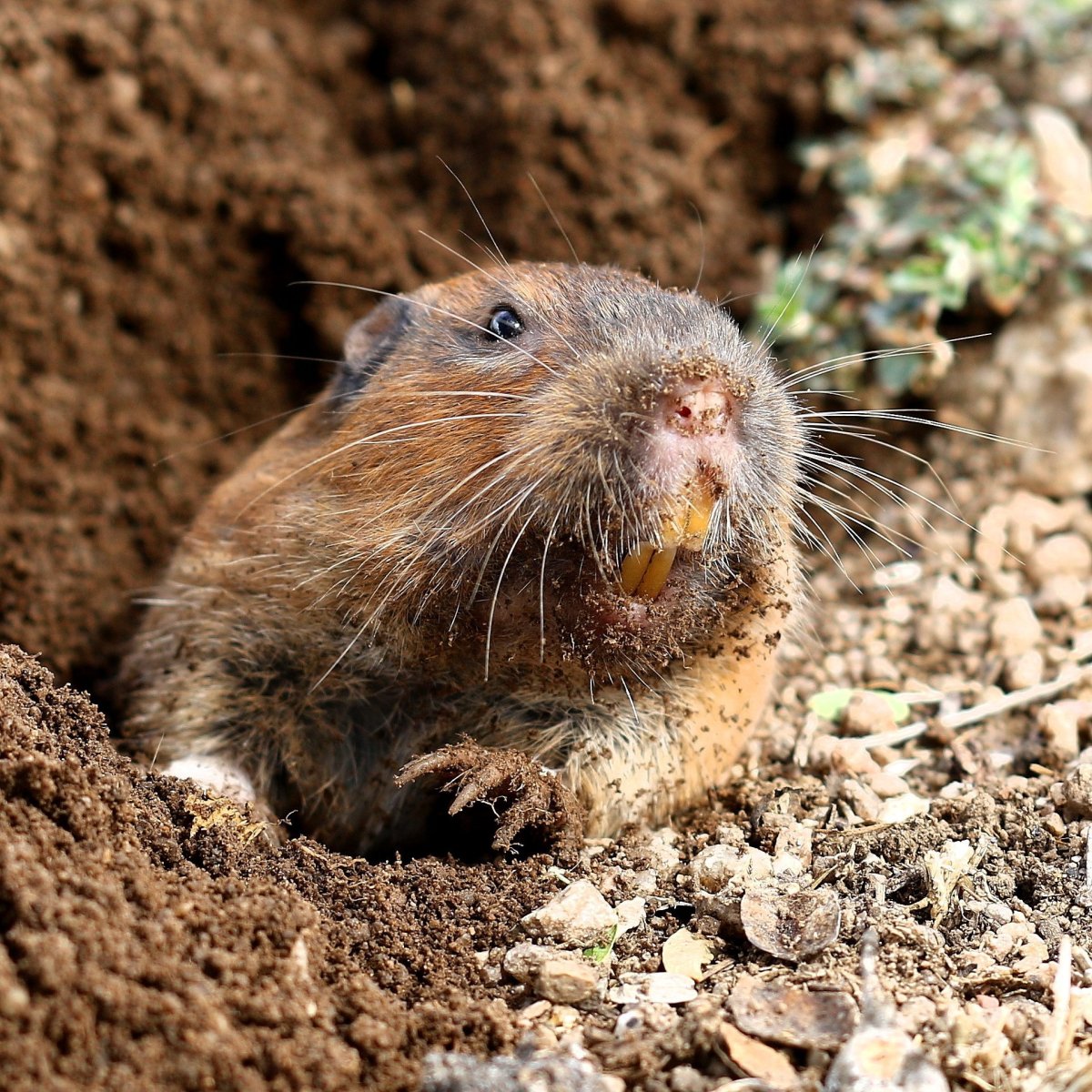 Равнинный Гофер (Geomys bursarius)
