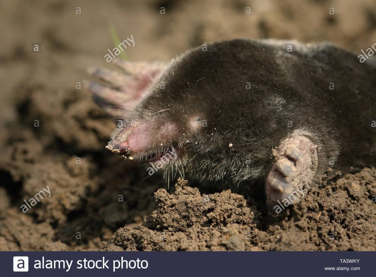 Крот медведка землеройка