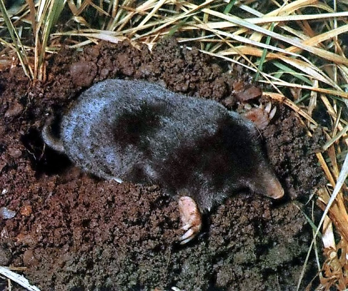 Японская Могера