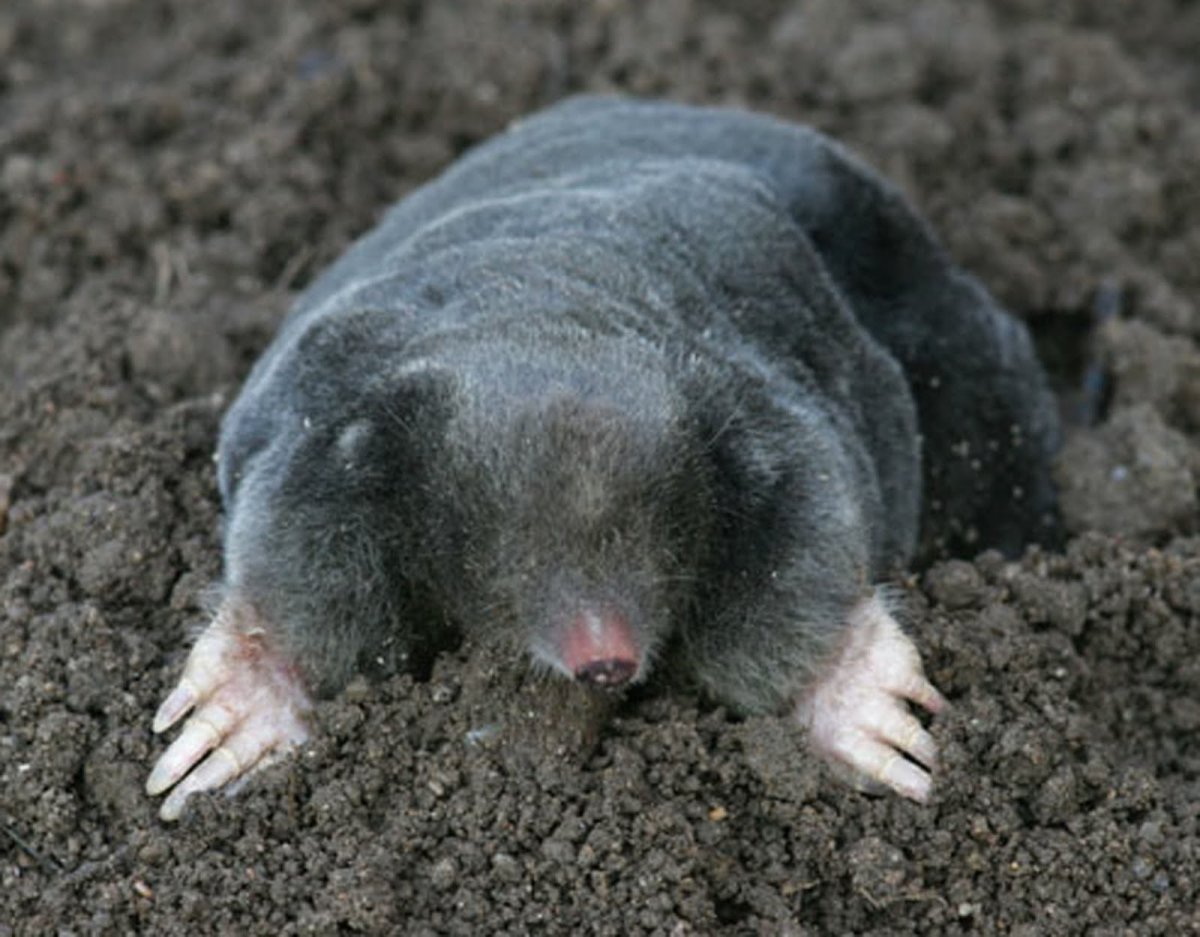 Водяная крыса нутрия