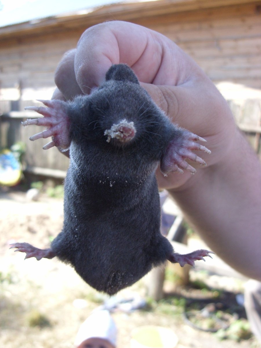 Медведка одношипная