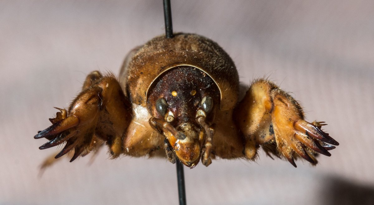 Крот обыкновенный