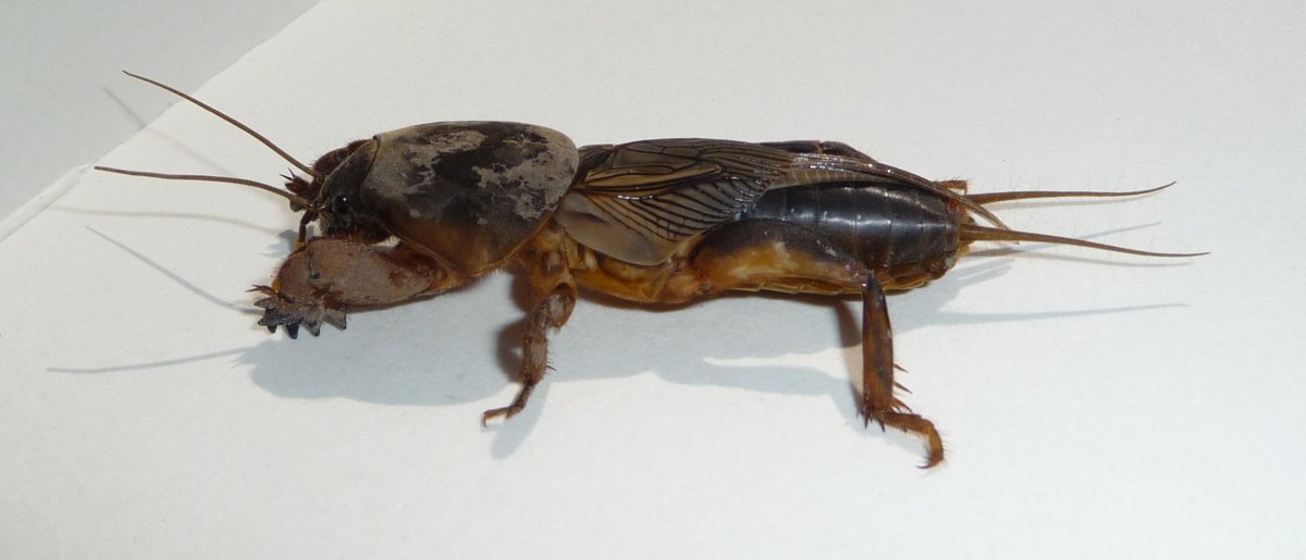 Земляная крыса слепыш