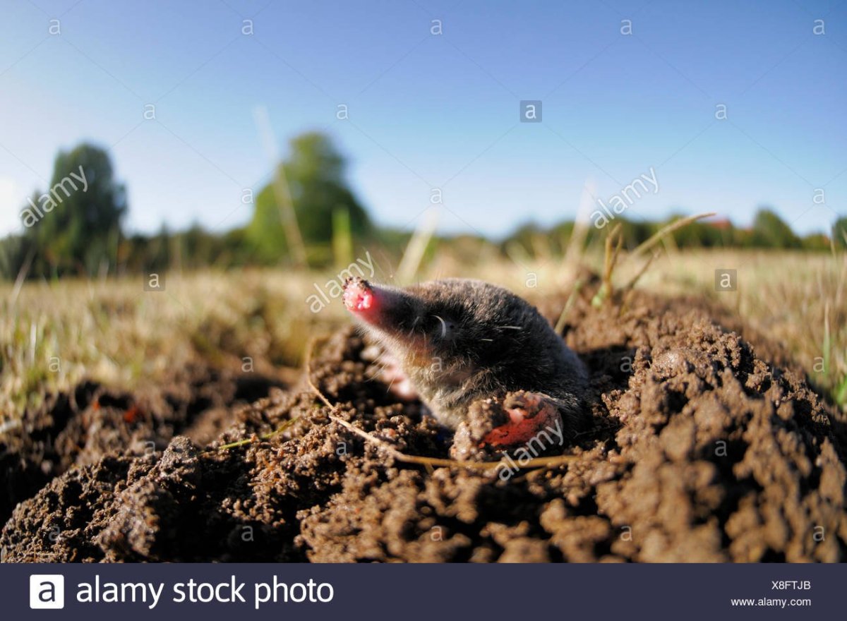 Норы медведки