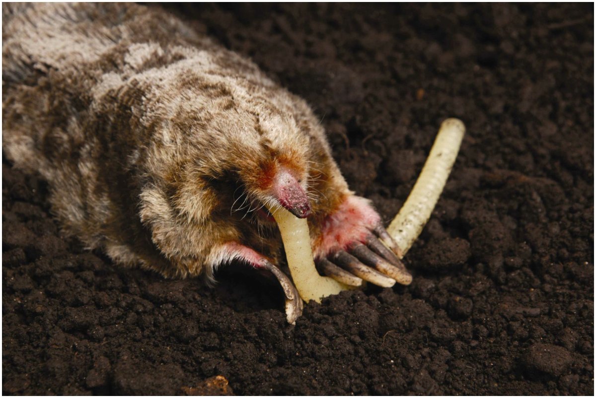 Капустянка медведка