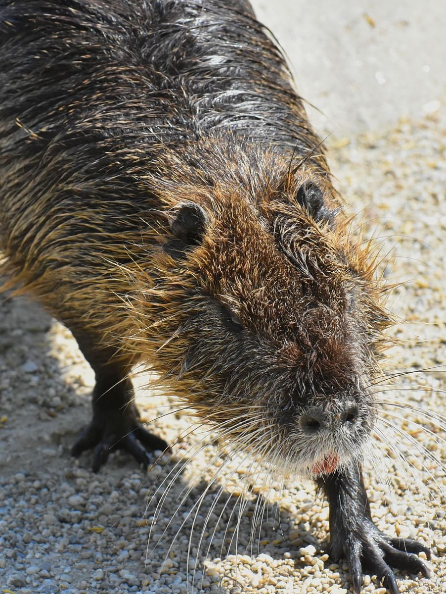 Личинка крота