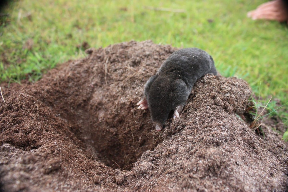 Землеройка слепыш