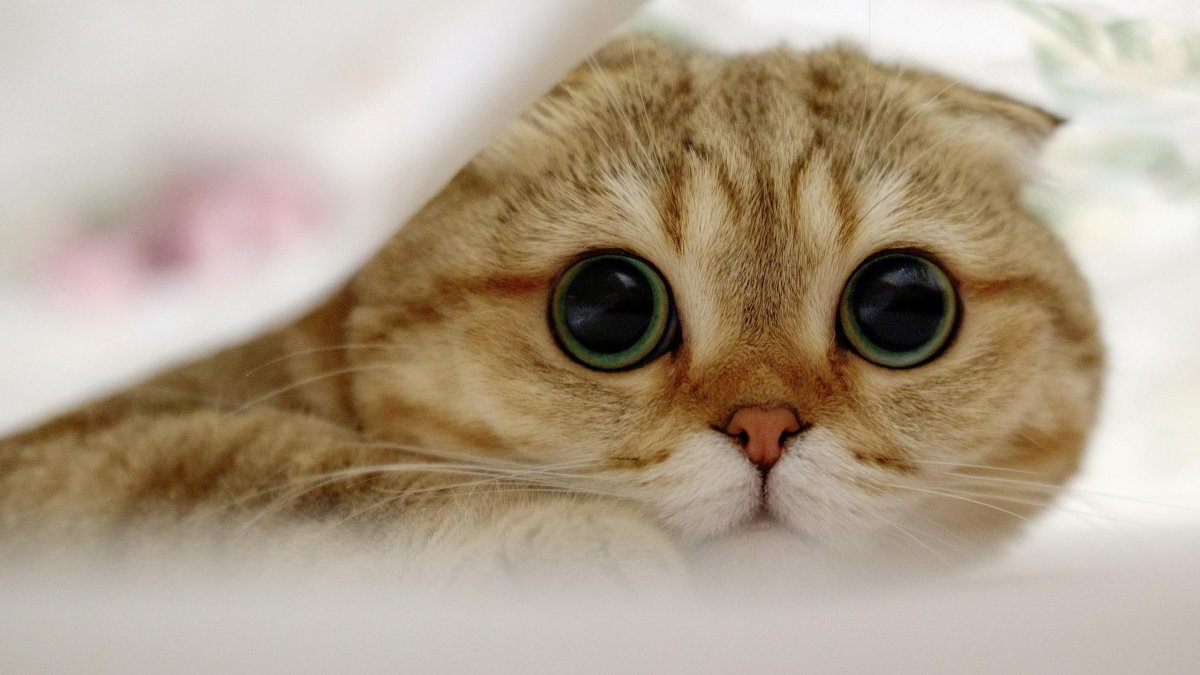 Кот британец серый