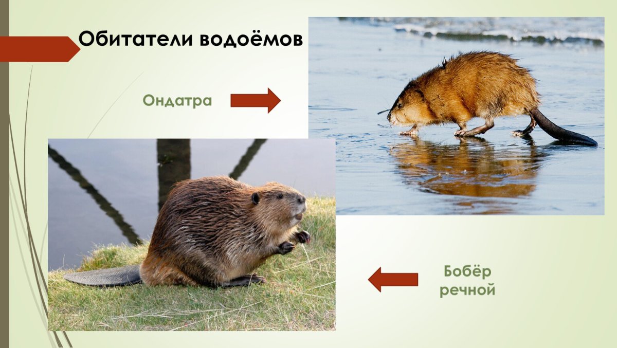 Ондатра плывет на спине