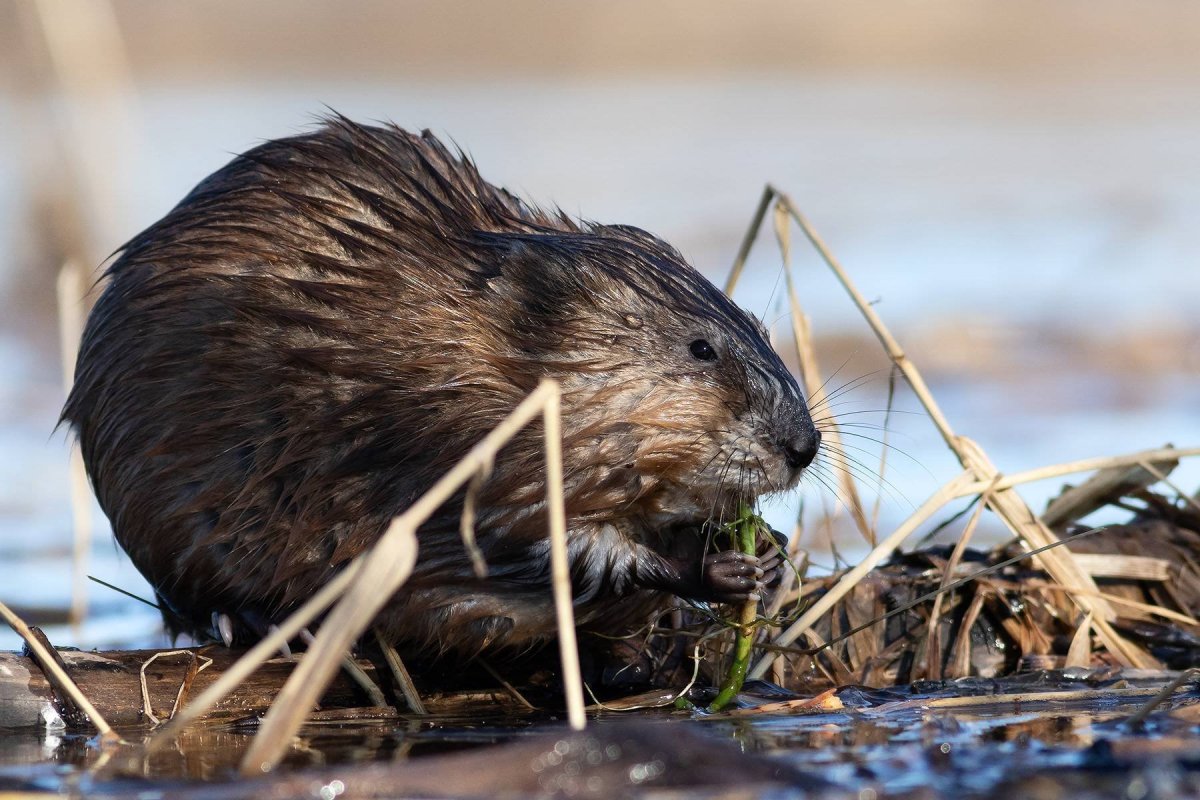 Бобры в Пензенской области