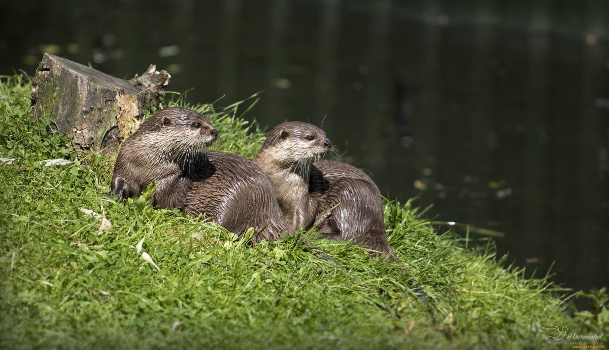 Гифка с нутрией