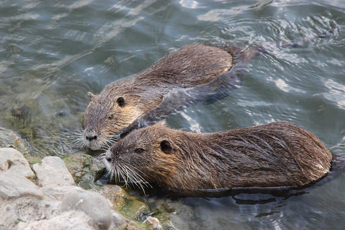 Бобр под водой фото