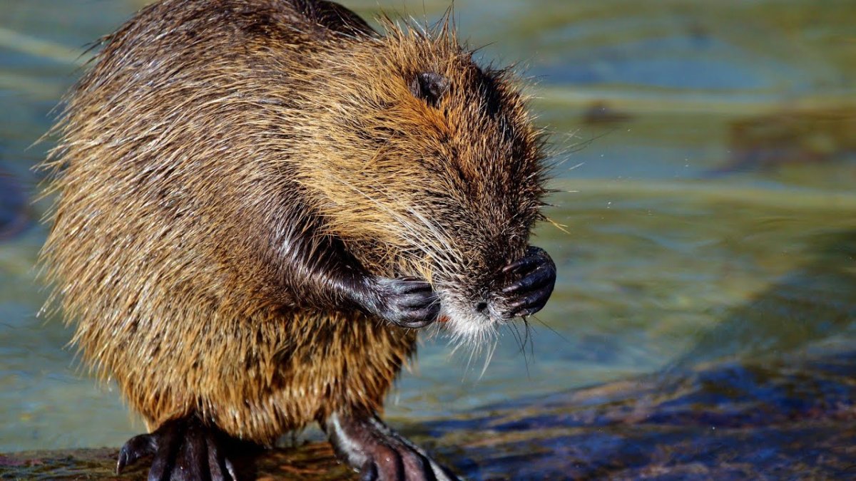 Бобр ондатра выдра
