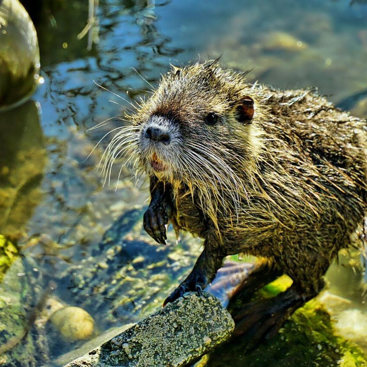 Ондатра Озерная