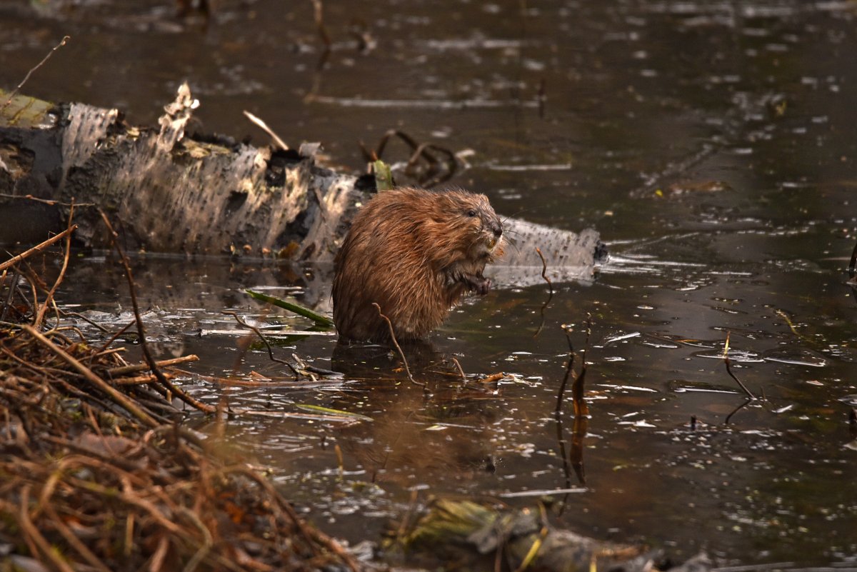 Водяная крыса ондатра
